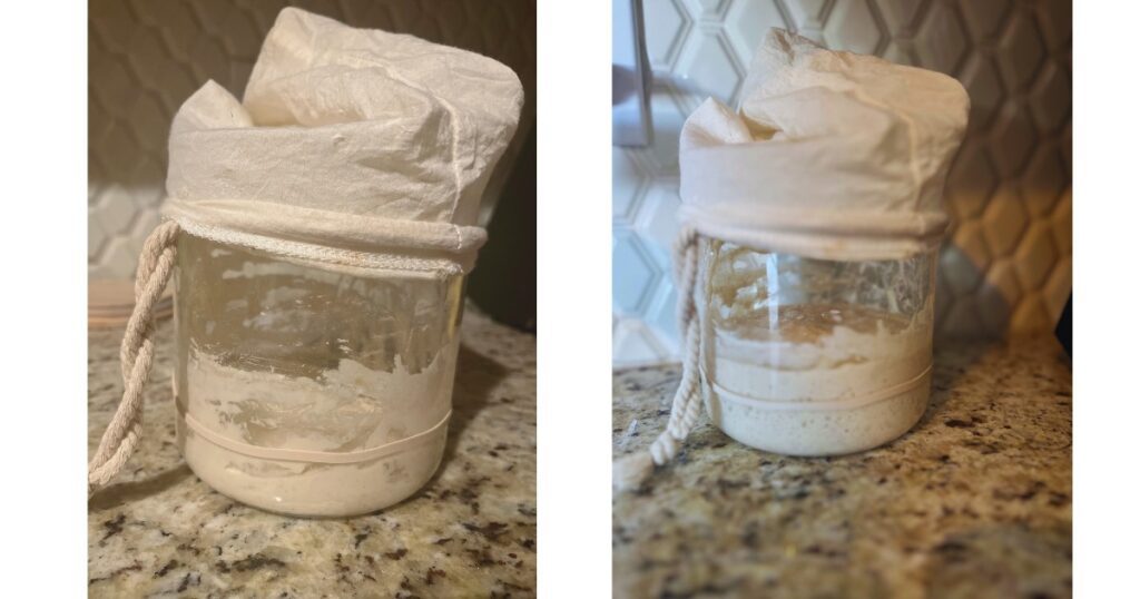 Sourdough in jars - side by side with rubber band around middle and nut milk bag on top. White background, granite countertop.