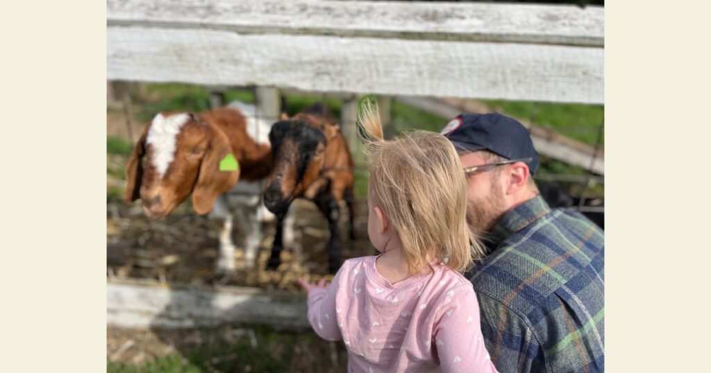 Toddler playing with goats