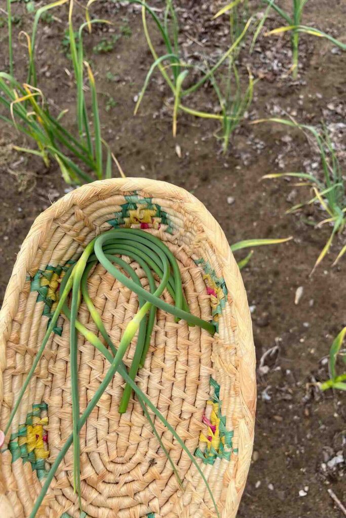 fresh picked garlic scapes in a basket.
