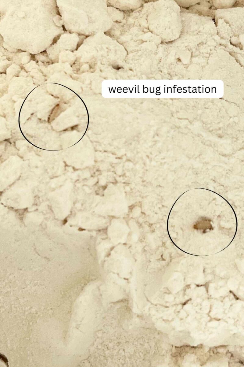 Weevil Bugs in Flour (AKA Flour Bugs) - Rooted At Heart