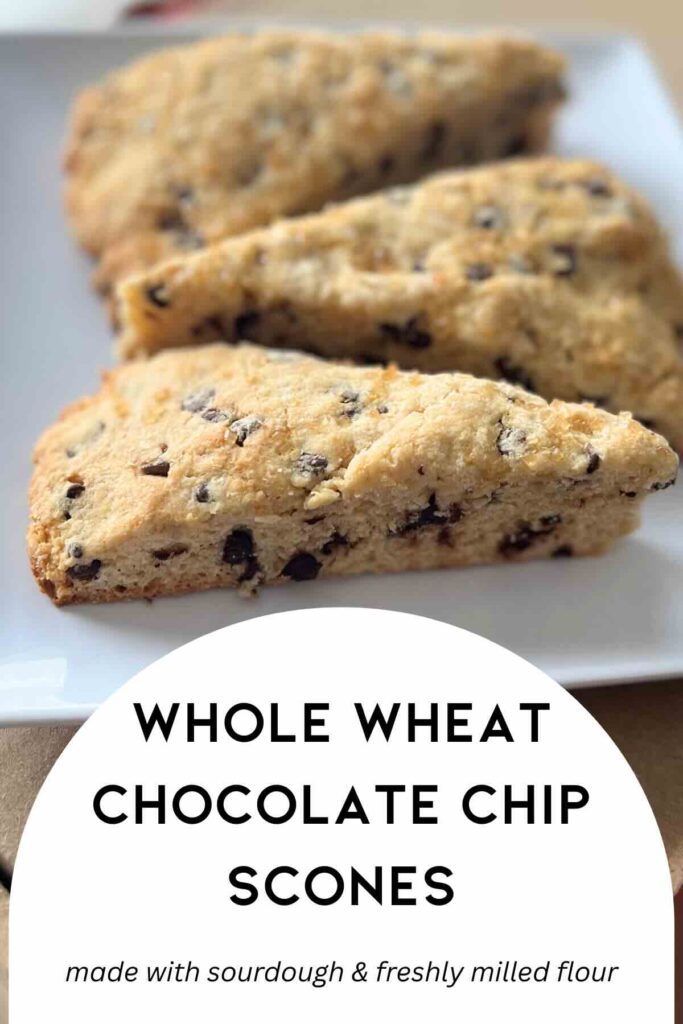 whole wheat chocolate chip scones with a description.